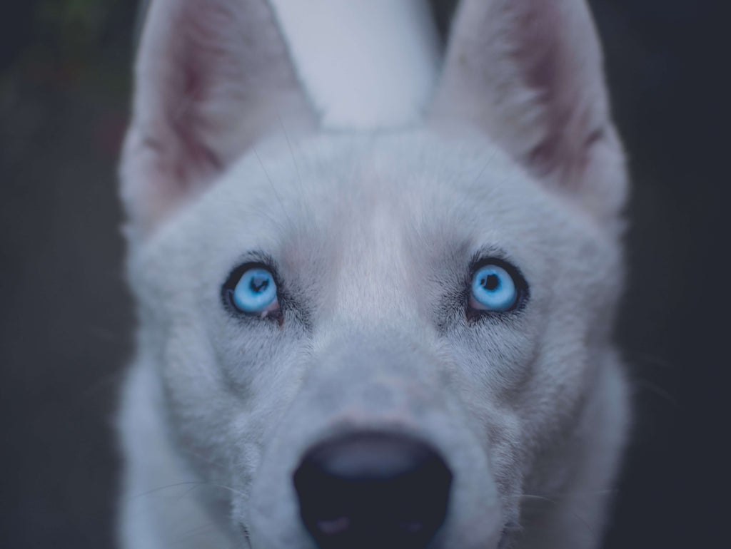 Husky con ojos azules