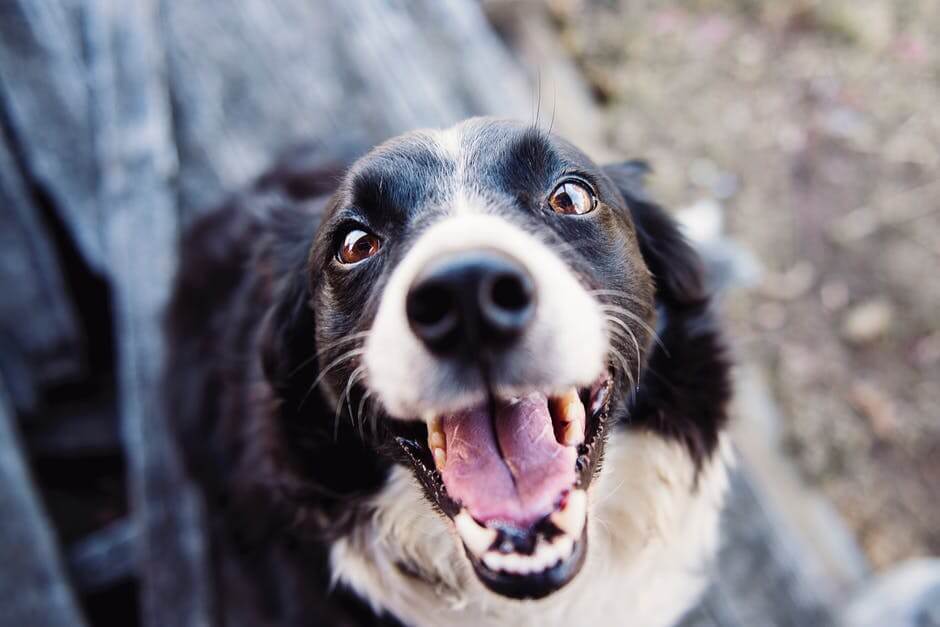 happy dog looking into the camera for watermelon