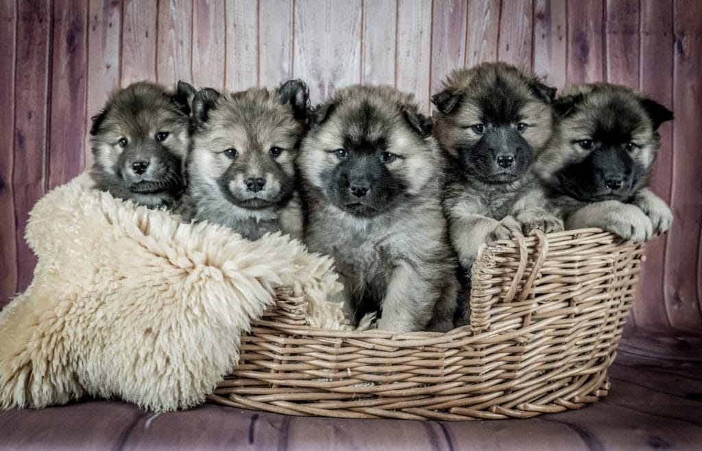 Five puppies in a basket