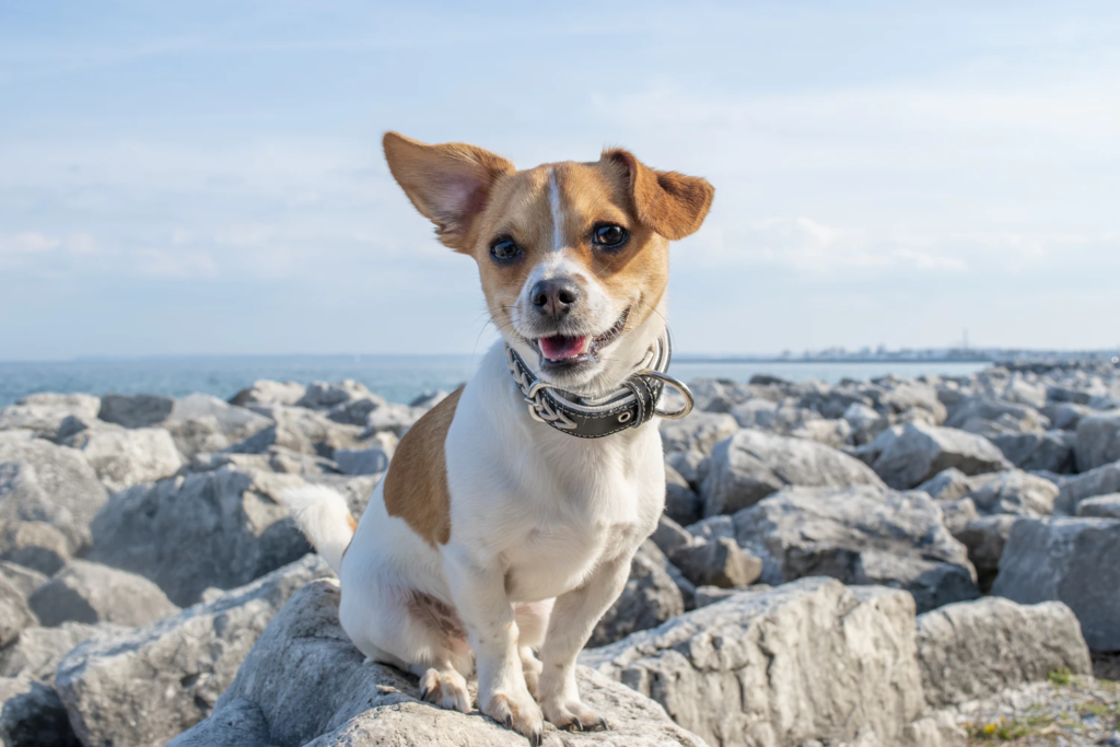 Small brown and white dog sitting on rocks