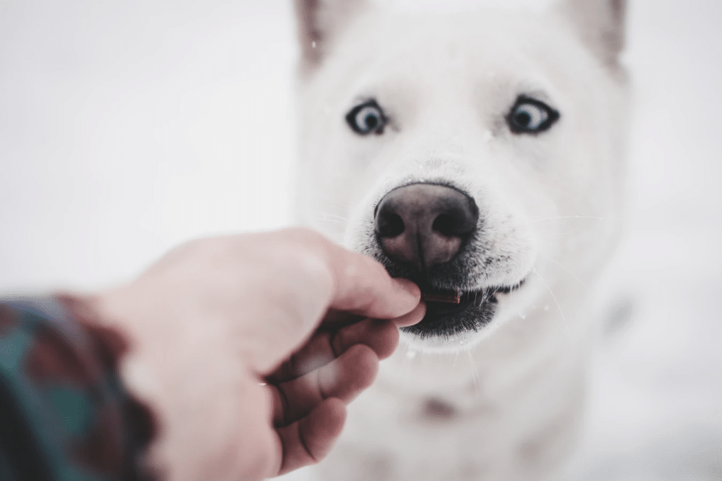 white dog eating treat