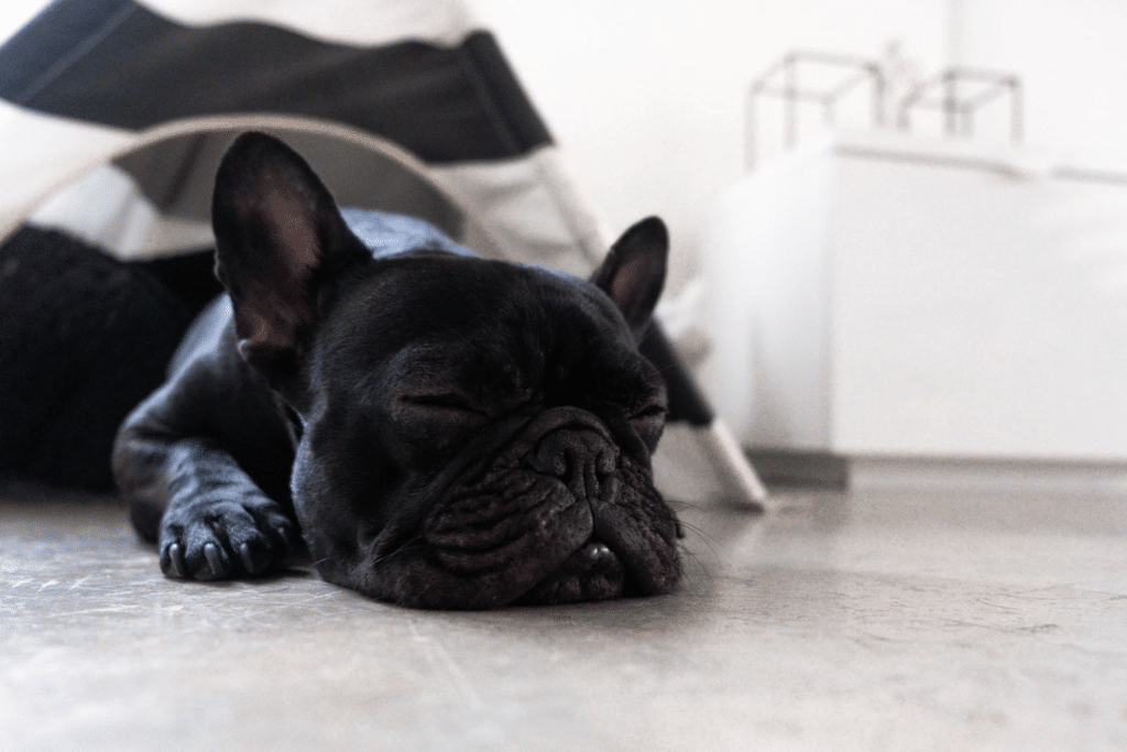 Black French bulldog sleeping on floor