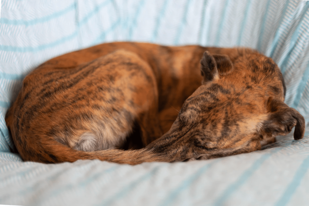 Brown dog curled up on couch