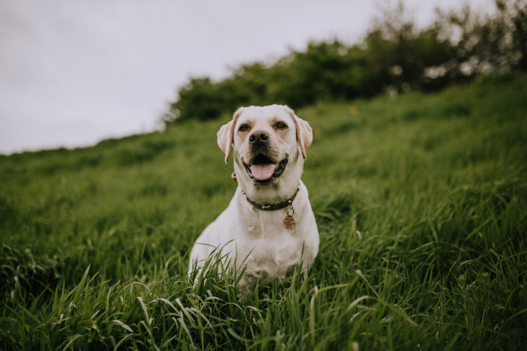 is coconut oil good for dogs? yellow lab sitting in field