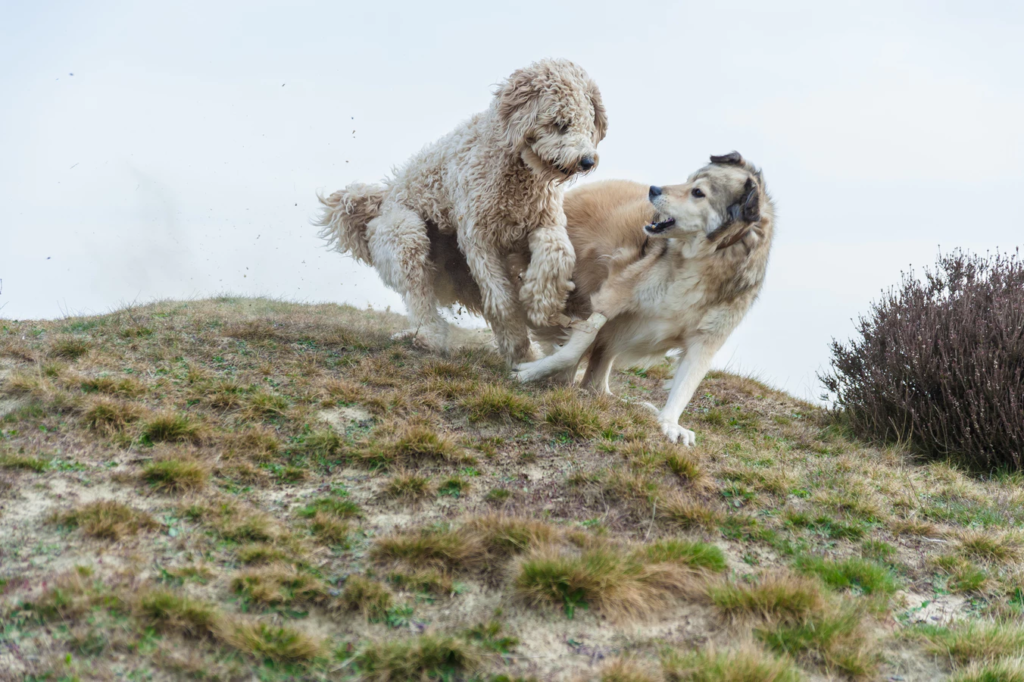 two big dogs playing on a hill