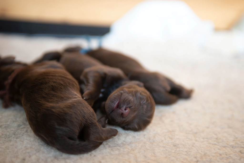 bruine pups net geboren