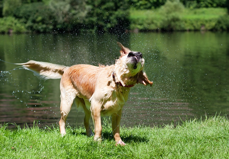 dog shaking water off by the river