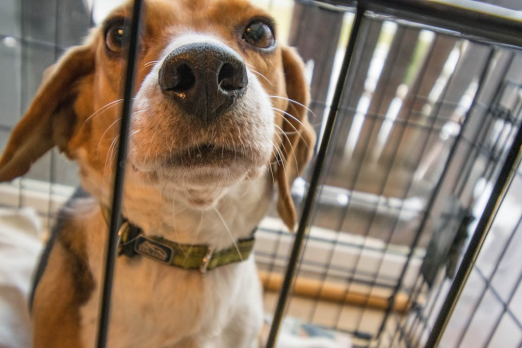 cute dog in crate