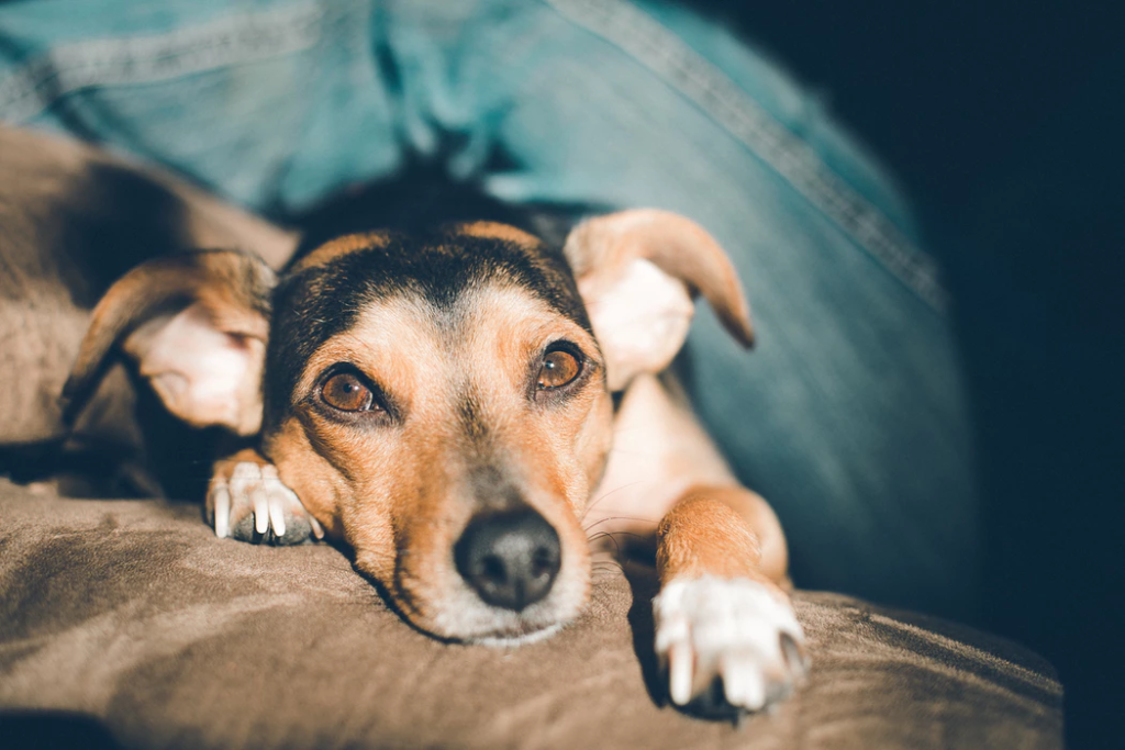 Brown dog looks at camera