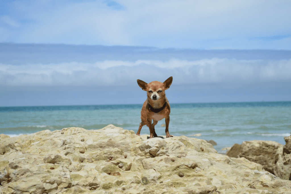 Small dog on the beach