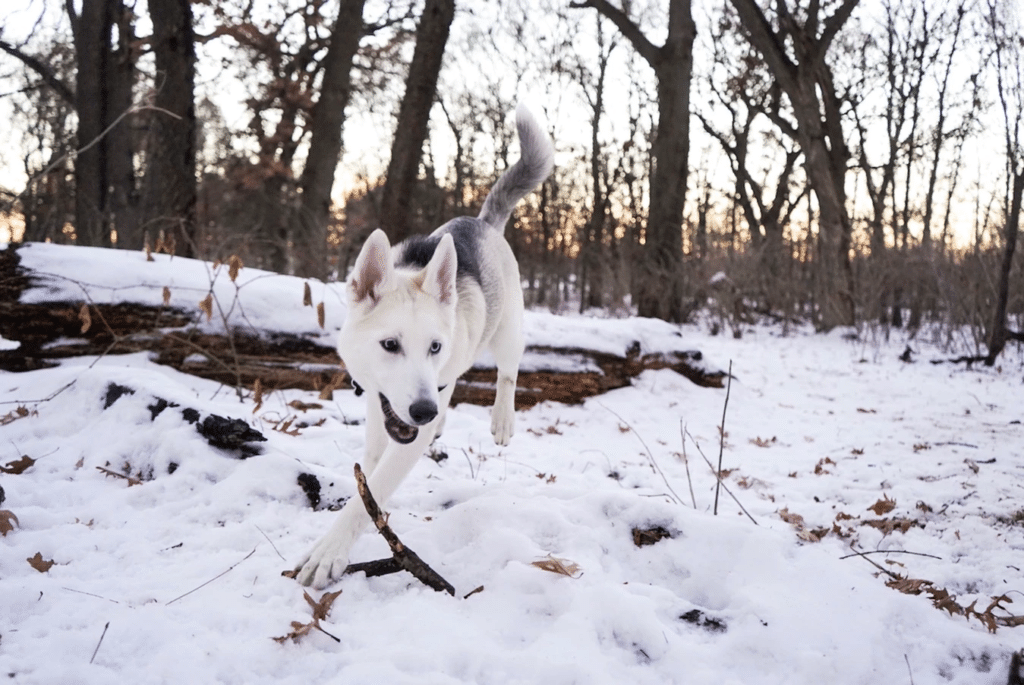 How to extend dog lifespan: White husky in snow