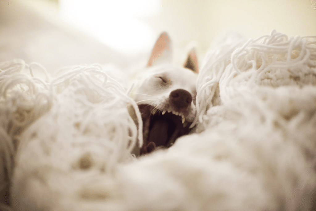 brushing dog's teeth: White dog yawns