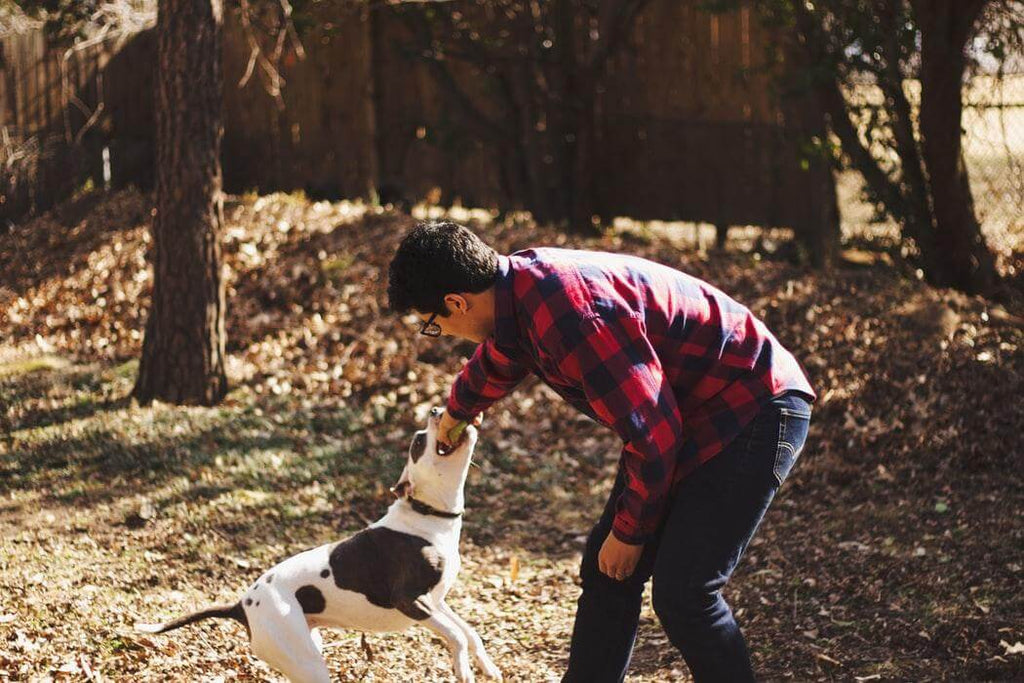 person playing with dog