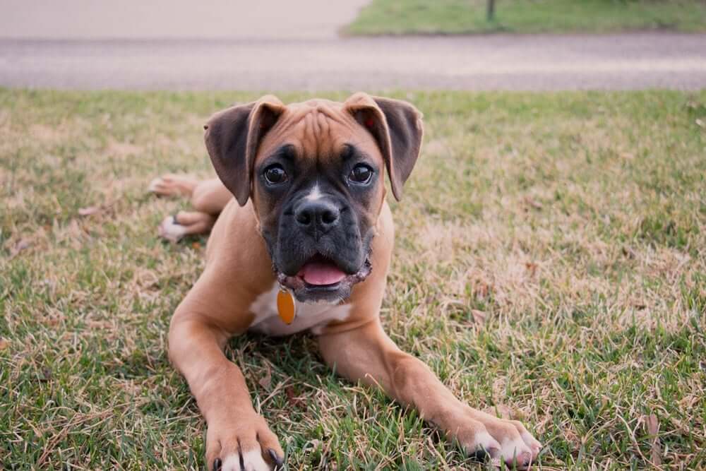 why does my puppy eat grass and dirt