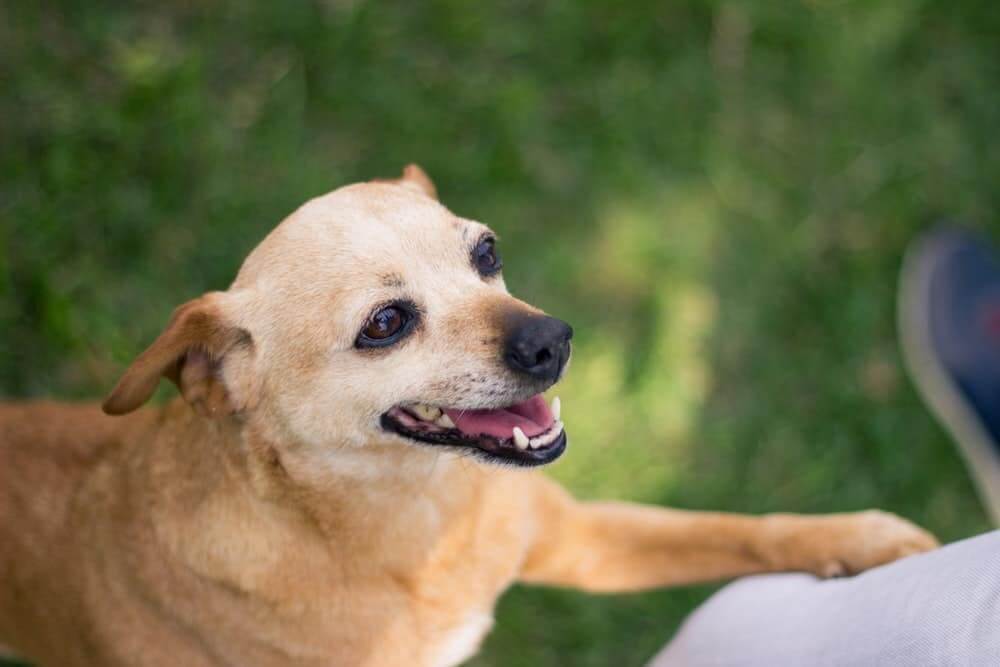 cute small dog with paw up