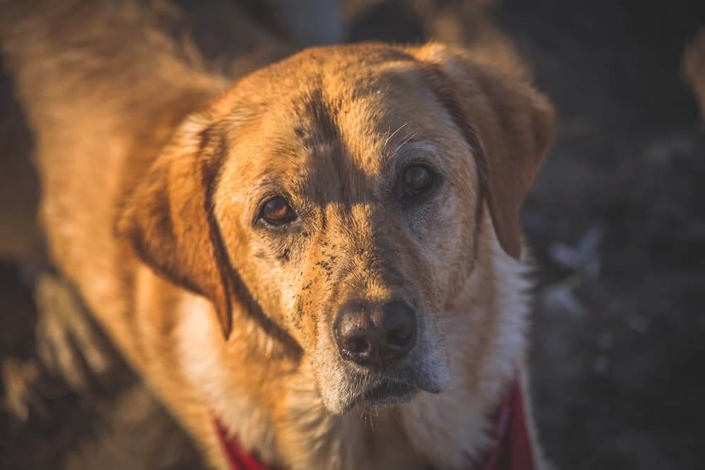 Yellow lab covered in dirt