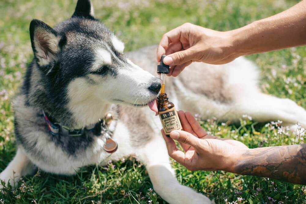 Owner giving husky a dropper of liquid