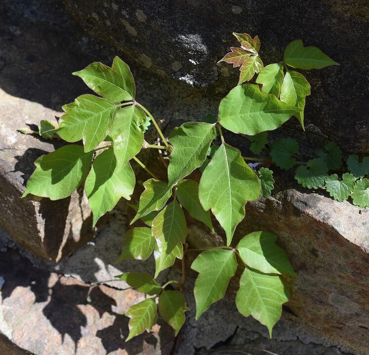 does poison ivy bother dogs