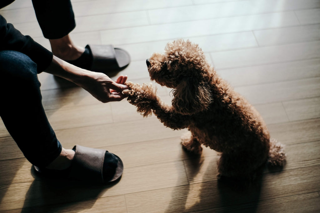 poodle shaking paws with parent