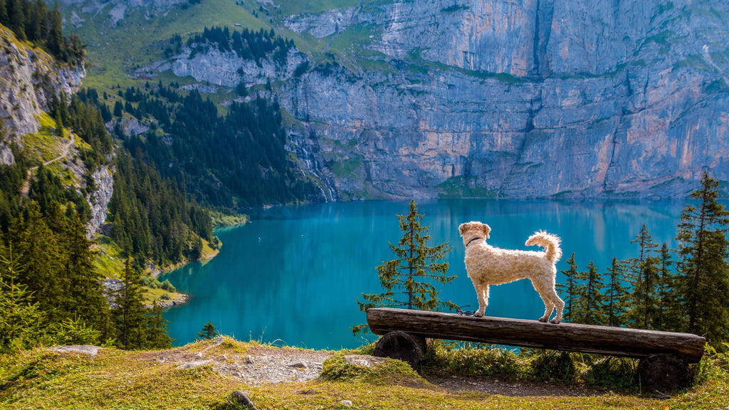 dog looking out on a lake