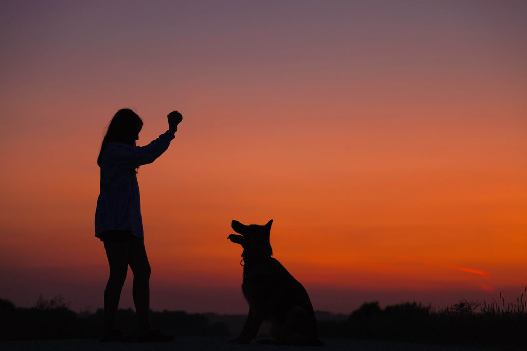 dog waiting for woman to throw ball