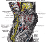 Genital Herpes Cut Through