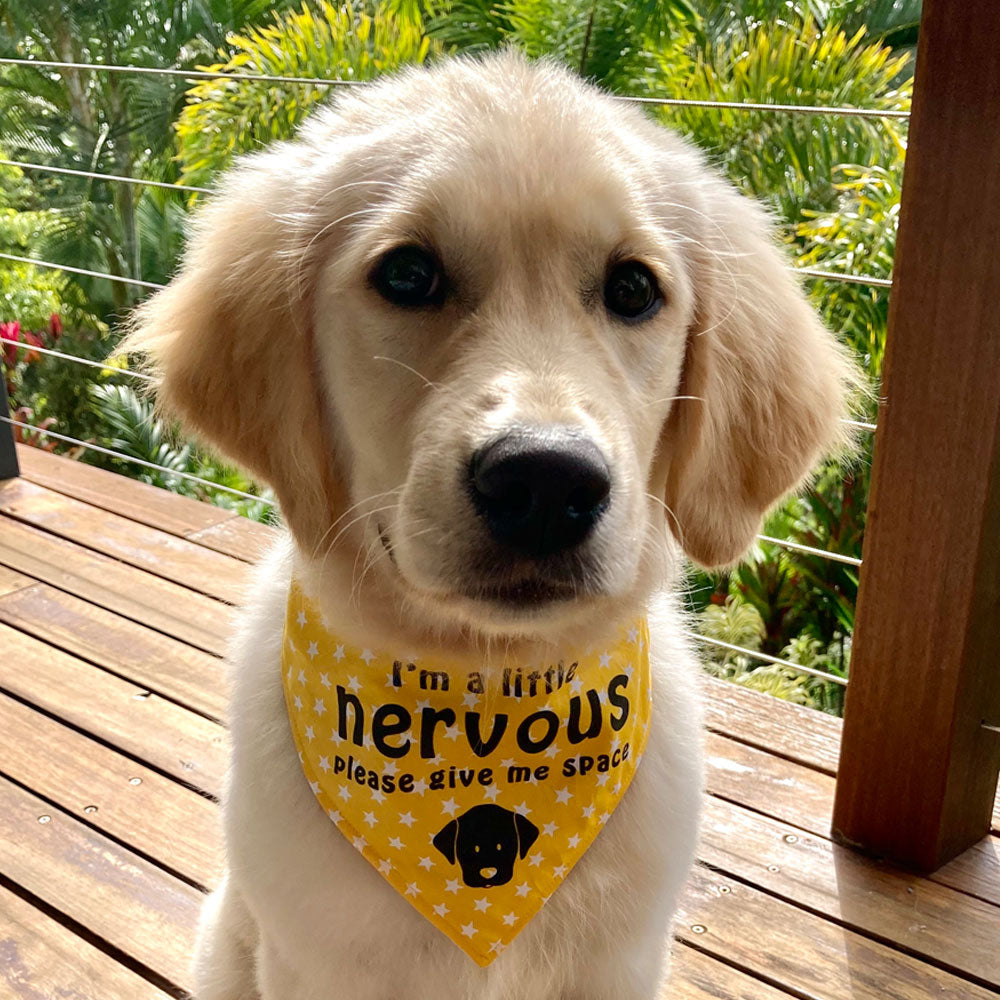 nervous dog bandana