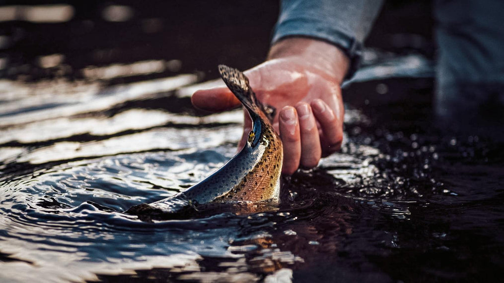 Jackson Hole Fly Company: Types of Nymphs