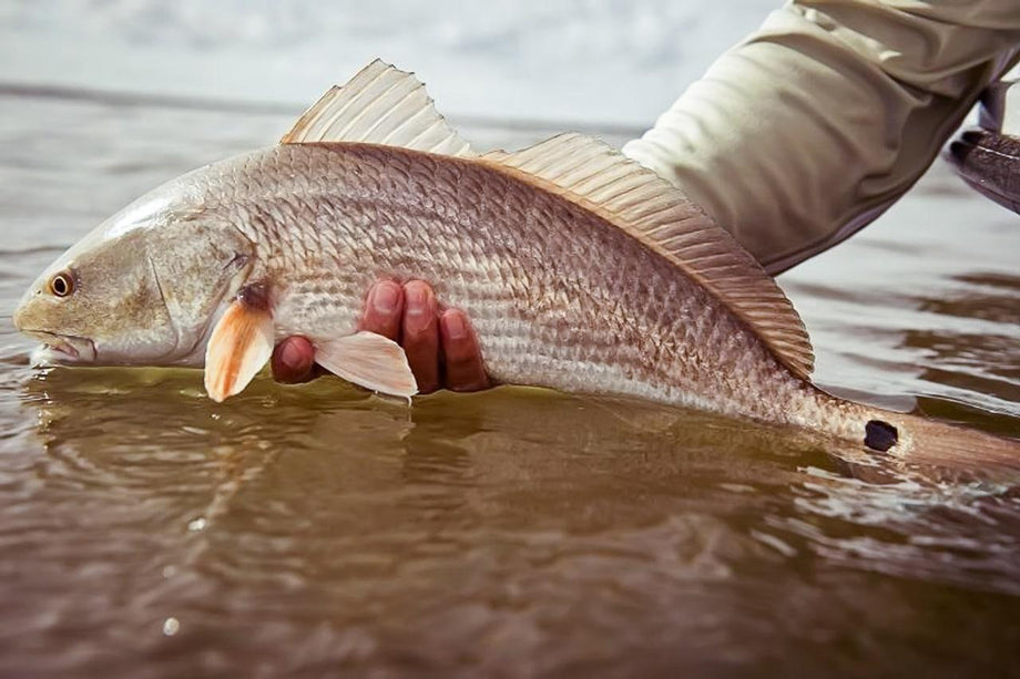 Redfish