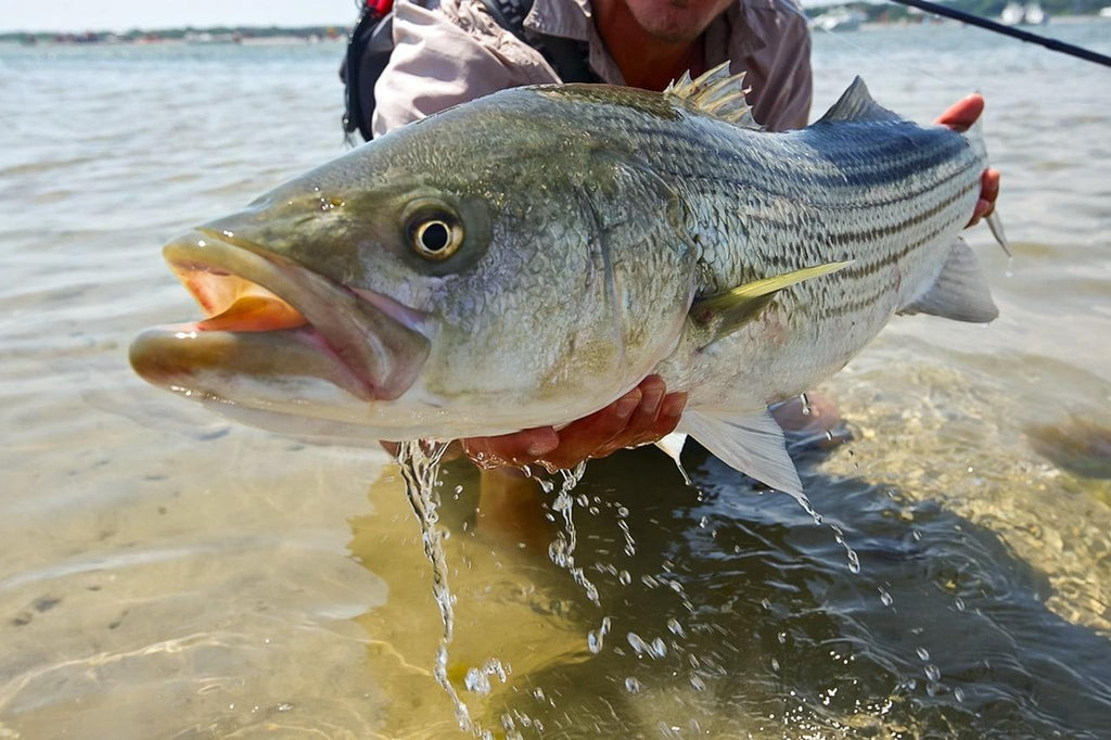 Striped Bass