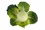 Green Cabbage