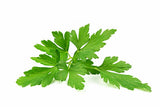 Cilantro