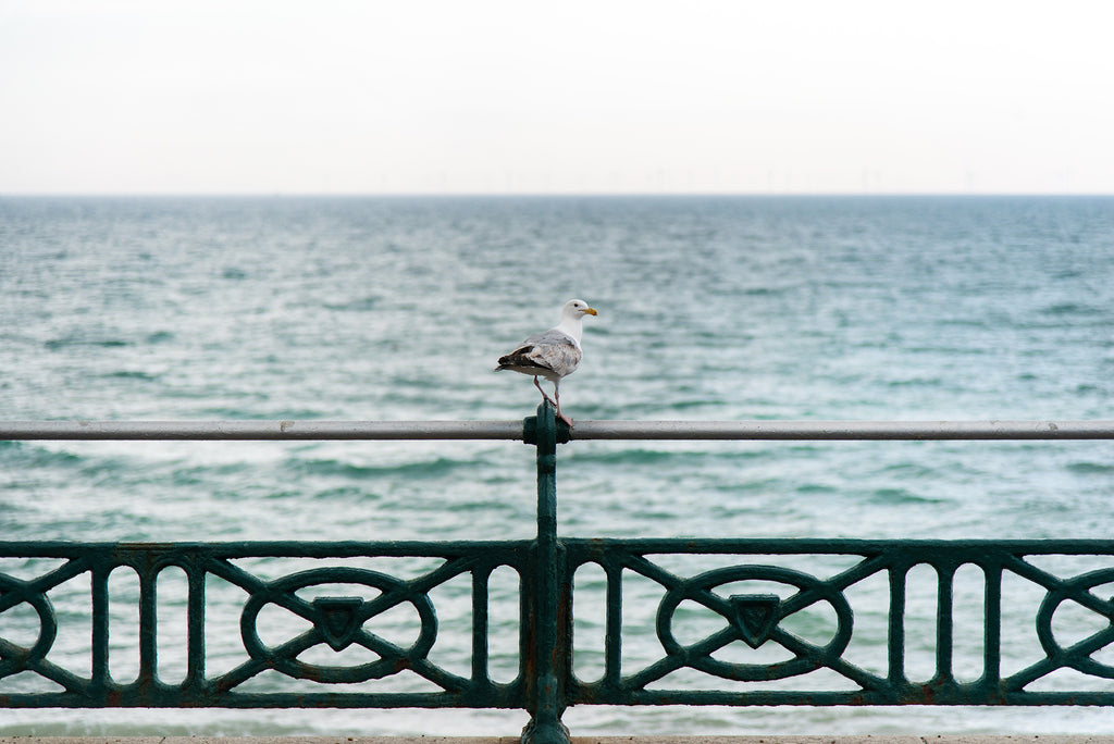 brighton-seaside-seagull