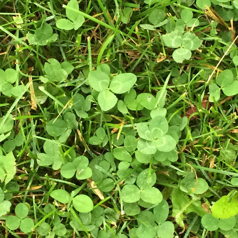 Four leaf clover