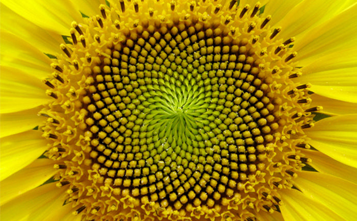 Flower Mysteries The Universe - The Fibonacci Sequence