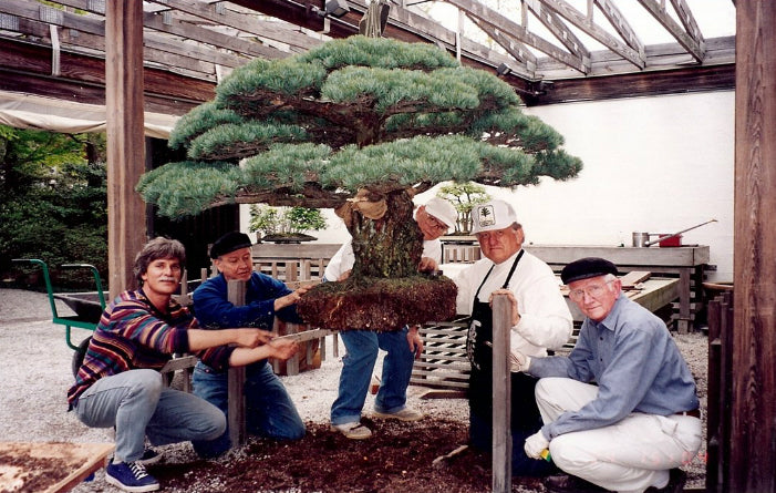 Bonsai tree