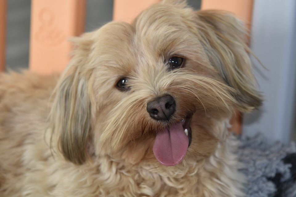 havanese-dog-breed-profile