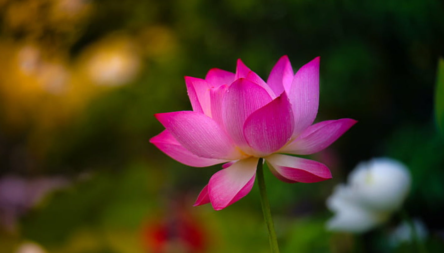 Lotus Flower 