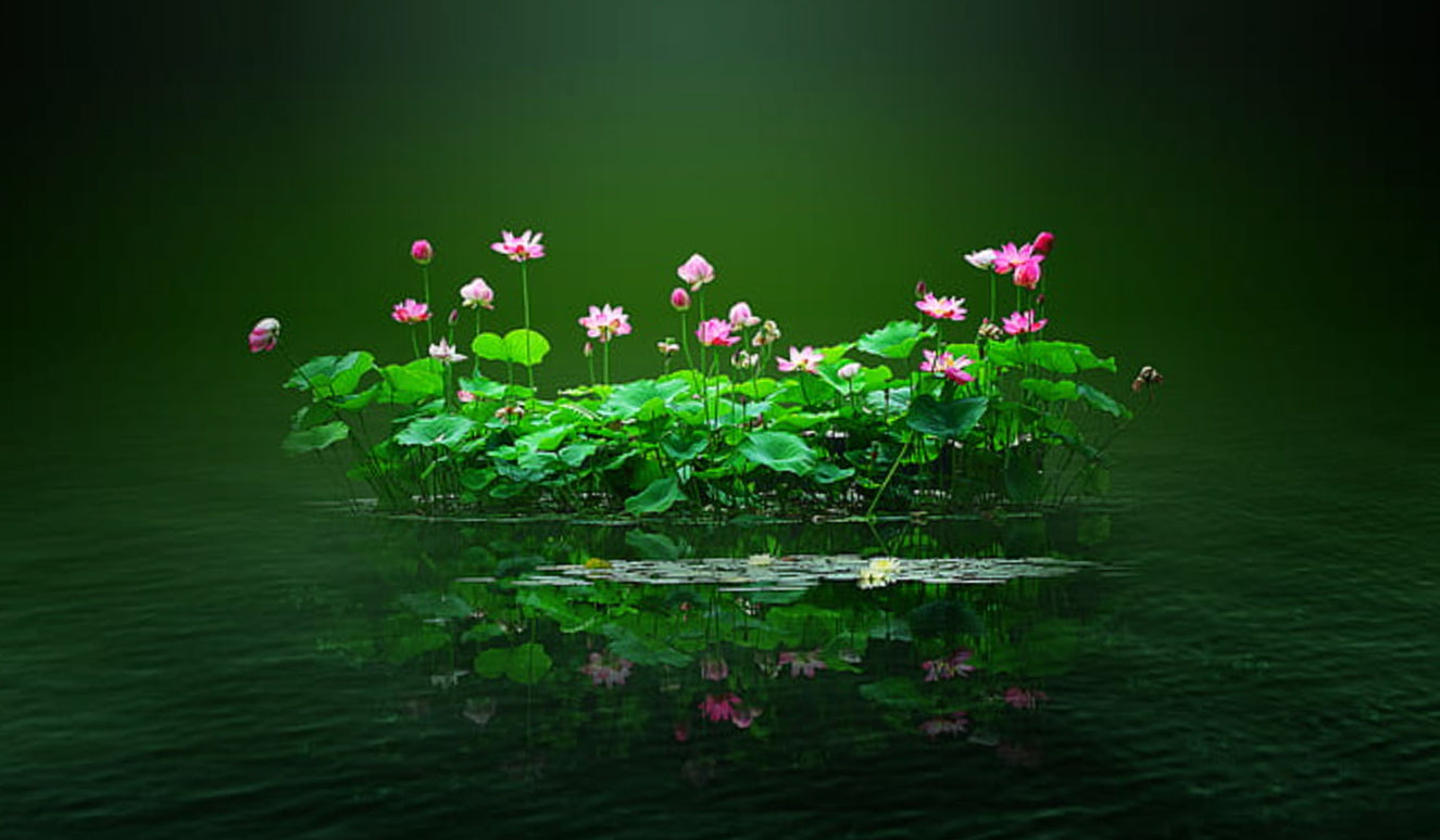 Lotus on lake 