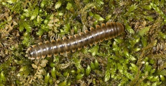 Nannaria swiftae Newly-Discovered Millipede Species 