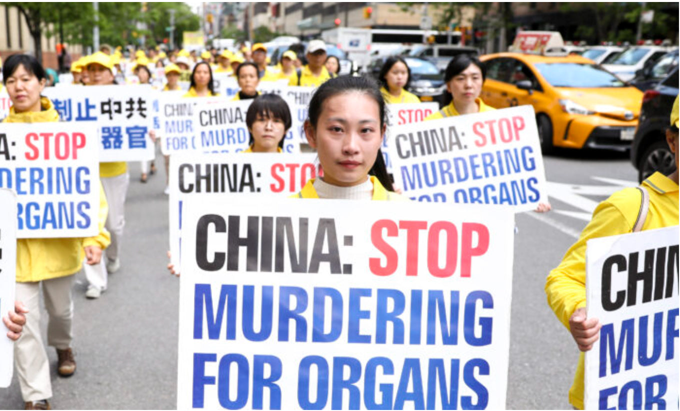 china stop murdering for organs 