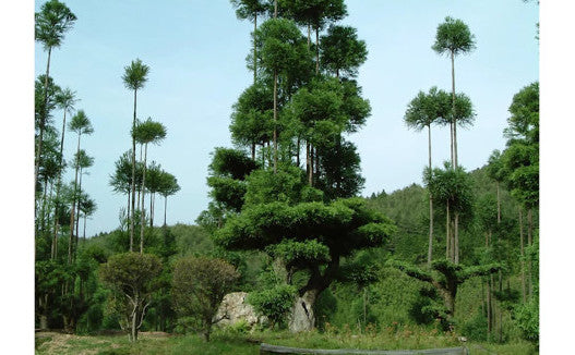  Japanese Technique That Produces Lumber Cutting Trees