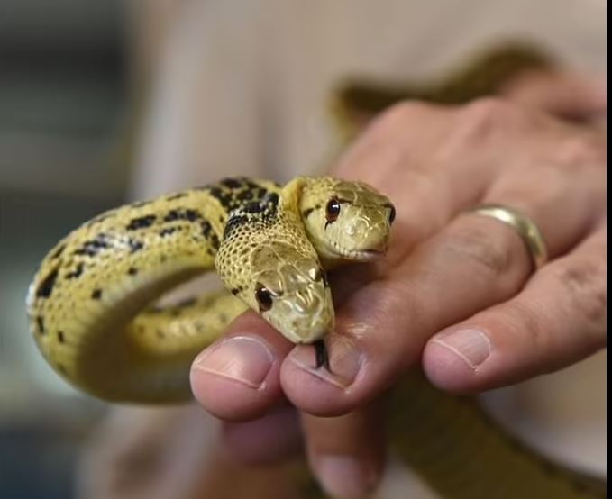 The "Legend" Of The Two-Headed Snake