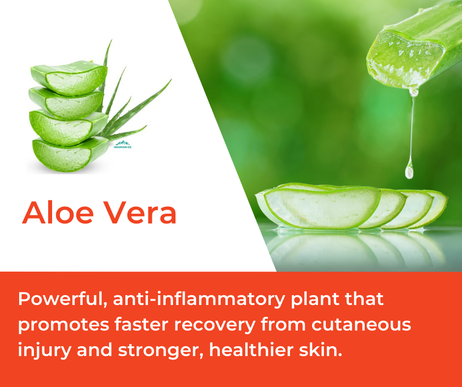 Aloe Vera in Mountain Ice Muscle Therapy Gel