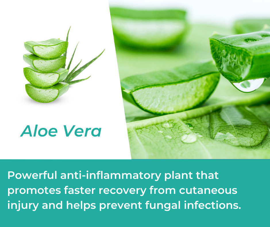 Aloe Vera in Mountain Ice Arthritis Pain Relief Gel