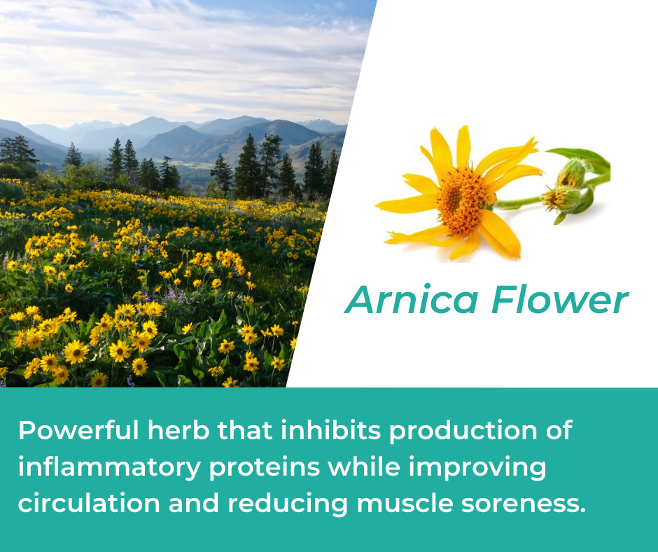 Arnica Flower in Mountain Ice Pain Relieving Gel