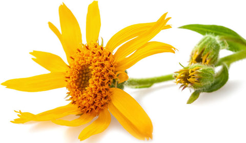 Arnica Montana Flower contains the powerful substance, helenalin, which reduces inflammation significantly.  When used in homeopathy, the flower is diluted in water and ingested to provide relief to those suffering from osteoarthritis and fibromyalgia