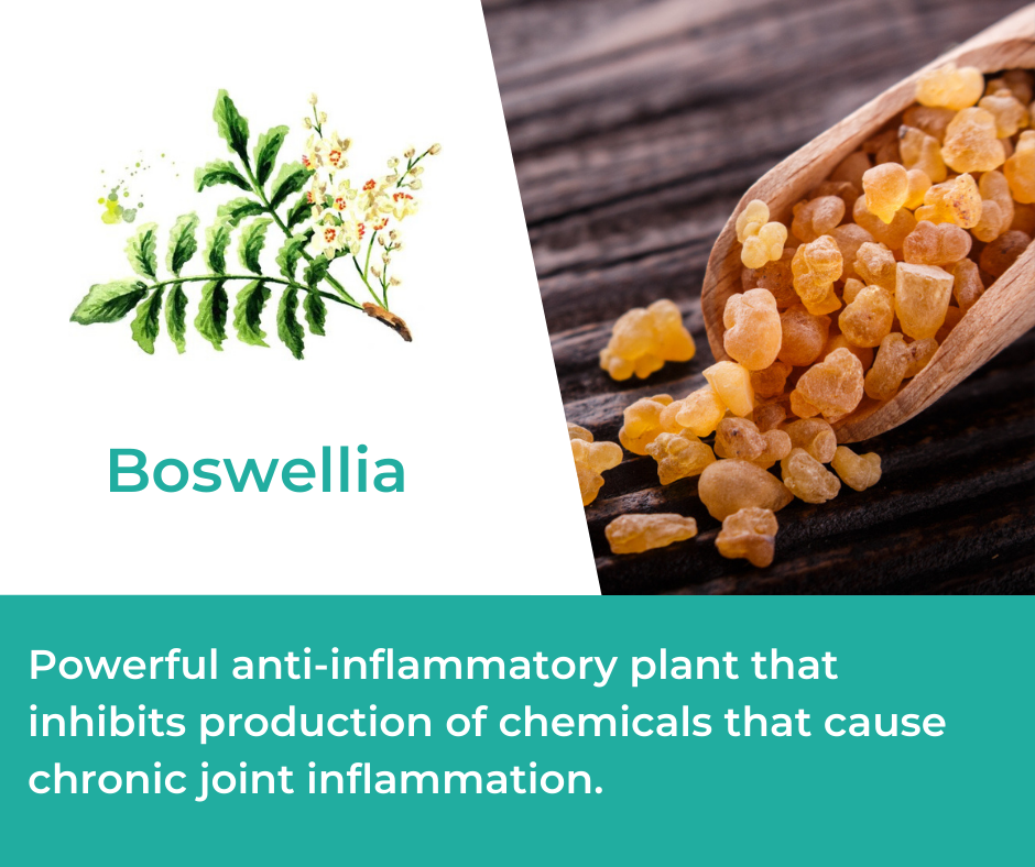 Boswellia for Mountain Ice Joint and Bone Health Complex