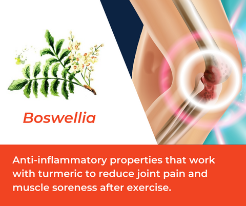 Boswellia Extract Indian Frankincense