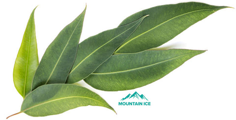 Eucalyptus is a powerful extract not only fights off infections, but also helps disinfect wounds naturally and aid in healing.